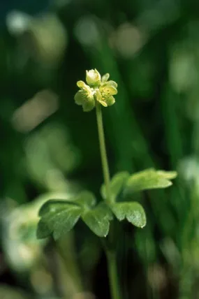 Moschatel - <i>Adoxa moschatelina</i>